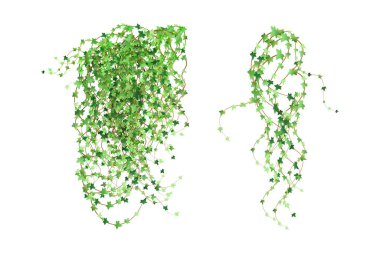 Decoration for garden or home.Green vine, creeper or ivy hanging from above or climbing the wall.Template on white background.