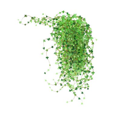 Decoration for garden or home.Green vine, creeper or ivy hanging from above or climbing the wall.Template on white background.