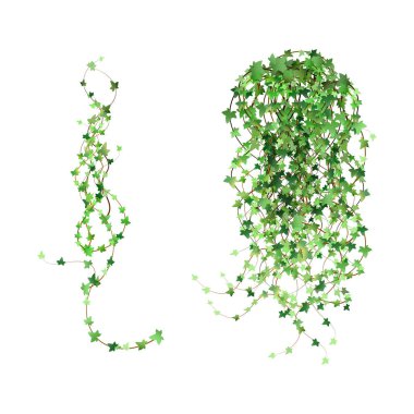 Decoration for garden or home.Green vine, creeper or ivy hanging from above or climbing the wall.Template on white background.