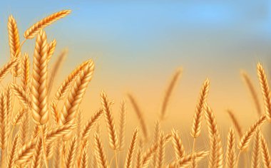 Wheat field in sunlight.Background of spikelets of wheat with grains,ears and stalks.Realistic illustration of seed plants,organic farming farming.Healthy lifestyle element.
