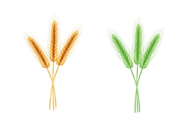 Realistic illustration of seed plants,organic farming farming.Ripe spikelets of wheat with grains,ears and stalks.Healthy lifestyle element.