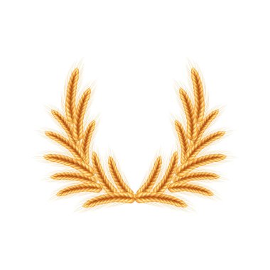 Realistic illustration of seed plants,organic farming farming.Ripe spikelets of wheat with grains,ears and stalks.Healthy lifestyle element.