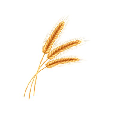 Realistic illustration of seed plants,organic farming farming.Ripe spikelets of wheat with grains,ears and stalks.Healthy lifestyle element.