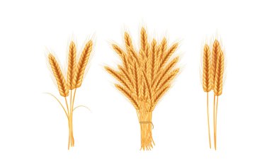 Realistic illustration of seed plants,organic farming farming.Ripe spikelets of wheat with grains,ears and stalks.Healthy lifestyle element.