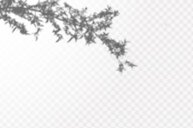 The effect of overlaying shadows.Realistic shadow tropical leaves and branches on transparent checkered background.Natural light layout.