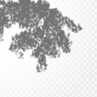 Gölgelerin etkisi. Doğal ışık düzeni. Şeffaf kareli arka planda gerçekçi tropik yapraklar ve dallar..