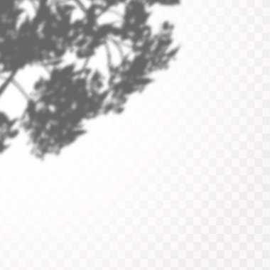 Gölgelerin etkisi. Doğal ışık düzeni. Şeffaf kareli arka planda gerçekçi tropik yapraklar ve dallar..