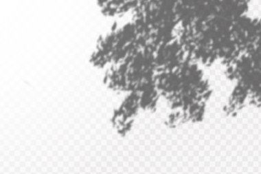 Gölgelerin etkisi. Doğal ışık düzeni. Şeffaf kareli arka planda gerçekçi tropik yapraklar ve dallar..