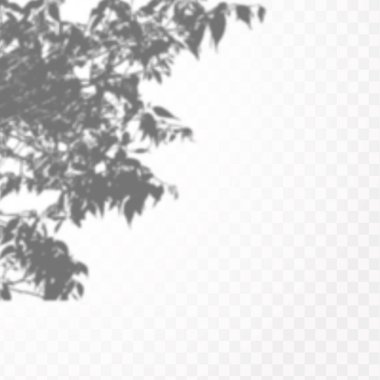 Gölgelerin etkisi. Doğal ışık düzeni. Şeffaf kareli arka planda gerçekçi tropik yapraklar ve dallar..