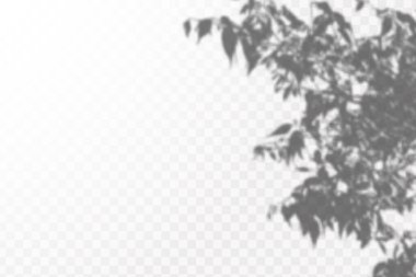 Gölgelerin etkisi. Doğal ışık düzeni. Şeffaf kareli arka planda gerçekçi tropik yapraklar ve dallar..