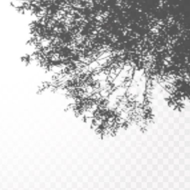 Gölgelerin etkisi. Doğal ışık düzeni. Şeffaf kareli arka planda gerçekçi tropik yapraklar ve dallar..