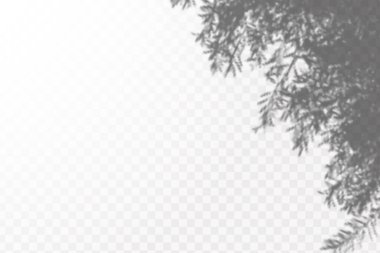 Gölgelerin etkisi. Doğal ışık düzeni. Şeffaf kareli arka planda gerçekçi tropik yapraklar ve dallar..