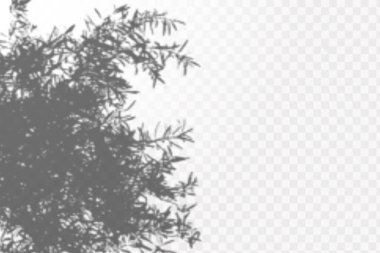 Gölgelerin etkisi. Doğal ışık düzeni. Şeffaf kareli arka planda gerçekçi tropik yapraklar ve dallar..