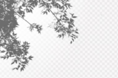 Gölgelerin etkisi. Doğal ışık düzeni. Şeffaf kareli arka planda gerçekçi tropik yapraklar ve dallar..