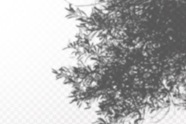 Gölgelerin etkisi. Doğal ışık düzeni. Şeffaf kareli arka planda gerçekçi tropik yapraklar ve dallar..