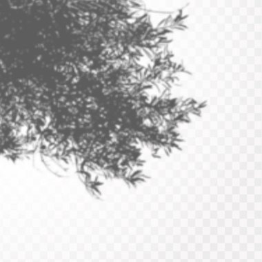 Gölgelerin etkisi. Doğal ışık düzeni. Şeffaf kareli arka planda gerçekçi tropik yapraklar ve dallar..