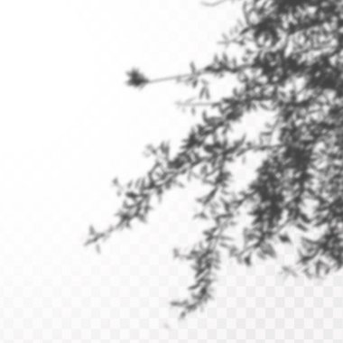 Gölgelerin etkisi. Doğal ışık düzeni. Şeffaf kareli arka planda gerçekçi tropik yapraklar ve dallar..