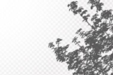 Gölgelerin etkisi. Doğal ışık düzeni. Şeffaf kareli arka planda gerçekçi tropik yapraklar ve dallar..