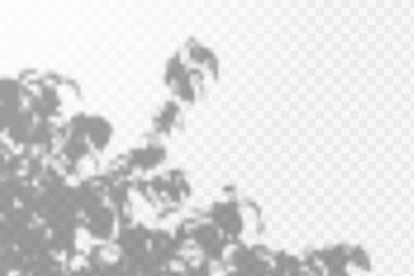 Gölgelerin etkisi. Doğal ışık düzeni. Şeffaf kareli arka planda tropikal yaprakların gerçekçi gölgesi veya dalları.