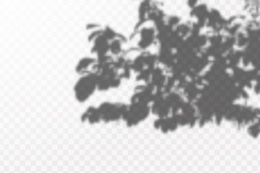 Gölgelerin etkisi. Doğal ışık düzeni. Şeffaf kareli arka planda tropikal yaprakların gerçekçi gölgesi veya dalları.