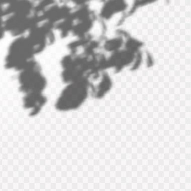 Gölgelerin etkisi. Doğal ışık düzeni. Şeffaf kareli arka planda tropikal yaprakların gerçekçi gölgesi veya dalları.