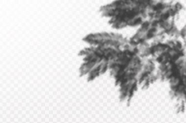 Gölgelerin etkisi. Doğal ışık düzeni. Şeffaf kareli arka planda tropikal yaprakların gerçekçi gölgesi veya dalları.