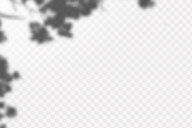 Gölgelerin etkisi. Doğal ışık düzeni. Şeffaf kareli arka planda tropikal yaprakların gerçekçi gölgesi veya dalları.