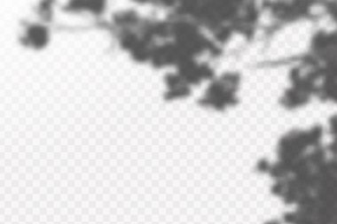 Gölgelerin etkisi. Doğal ışık düzeni. Şeffaf kareli arka planda tropikal yaprakların gerçekçi gölgesi veya dalları.