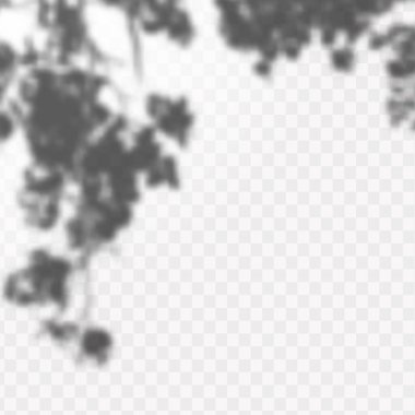 Gölgelerin etkisi. Doğal ışık düzeni. Şeffaf kareli arka planda tropikal yaprakların gerçekçi gölgesi veya dalları.