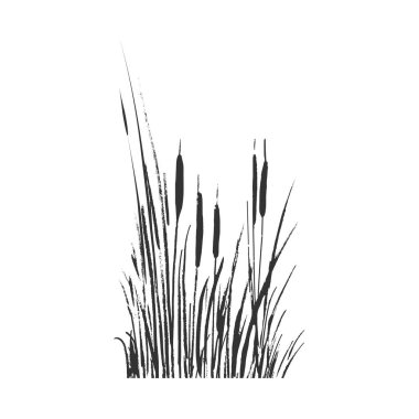 Isolated vector drawing.Image of a monochrome reed or bulrush on a white background. clipart