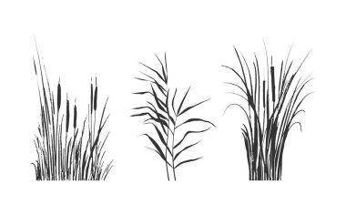 Isolated vector drawing.Image of a monochrome reed or bulrush on a white background. clipart