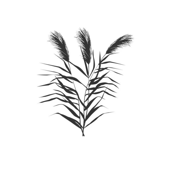 Desenho Vetorial Isolado Imagem Uma Palheta Monocromática Bulrush Sobre Fundo — Vetor de Stock