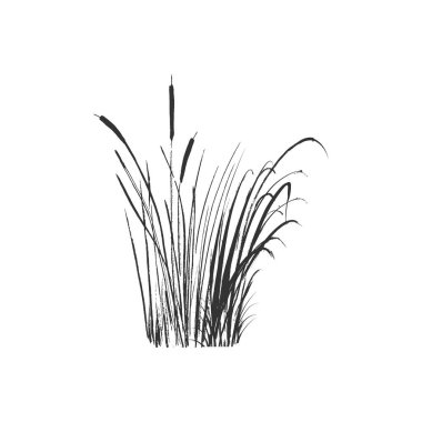 İzole vektör çizimi. Beyaz arkaplanda tek renkli bir kamış resmi..