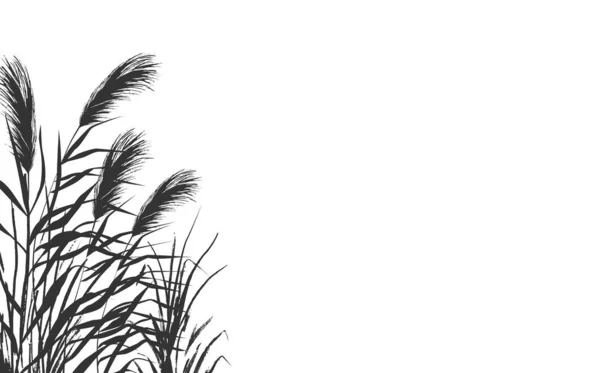 İzole vektör çizimi. Beyaz arkaplanda tek renkli bir kamış resmi..