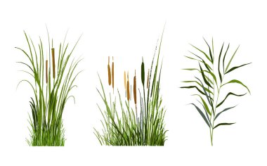 İzole vektör çizimi. Yeşil kamış resmi ya da beyaz arkaplanda kabarıklık.