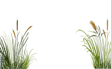 İzole vektör çizimi. Yeşil kamış resmi ya da beyaz arkaplanda kabarıklık.