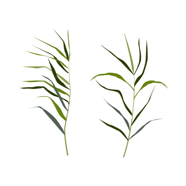 Isolated Vector Drawing Image Green Reed Bulrush White Background — Stock Vector