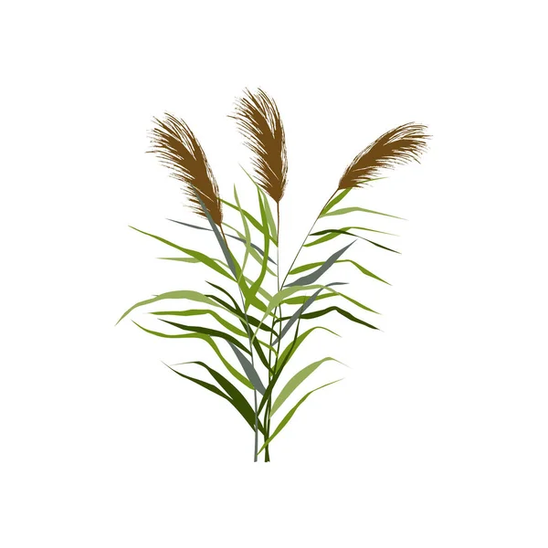 Isolated Vector Drawing Image Green Reed Bulrush White Background — Stock Vector