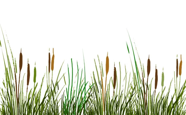 Desenho Vetor Isolado Imagem Uma Palheta Verde Bulrush Fundo Branco —  Vetores de Stock