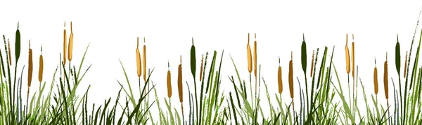 Desenho Vetor Isolado Imagem Uma Palheta Verde Bulrush Fundo Branco — Vetor de Stock