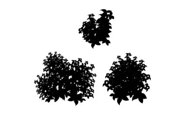 Gerçekçi bahçe çalı, mevsimlik çalı, ağaç çalı yaprağı. Bir çit, bahçe ya da çit süslemek için çit şeklinde süslü siyah bitki..