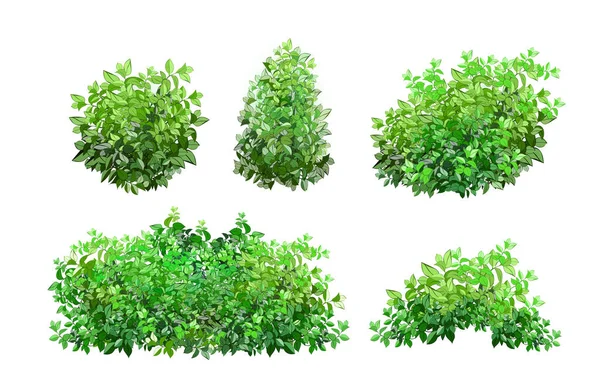 Realistic Garden Shrub Seasonal Bush Boxwood Tree Crown Bush Foliage — Stockvektor