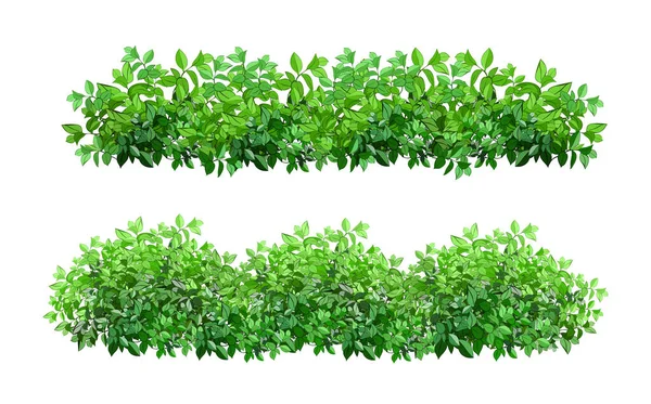 Realistic garden shrub, seasonal bush, boxwood, tree crown bush foliage.Ornamental green plant in the form of a hedge.For decorate of a park, a garden or a green fence.