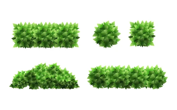 Realistic Garden Shrub Seasonal Bush Boxwood Tree Crown Bush Foliage — Stockvector