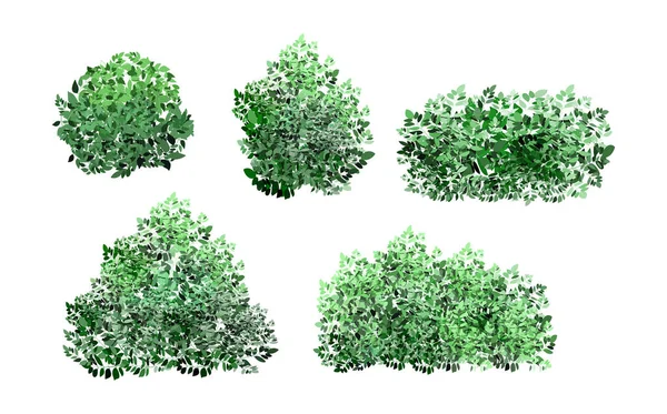 Realistic Garden Shrub Seasonal Bush Boxwood Tree Crown Bush Foliage — Image vectorielle