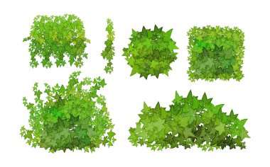Realistic garden shrub, seasonal bush, boxwood, tree crown bush foliage.Ornamental green plant in the form of a hedge.For decorate of a park, a garden or a green fence.