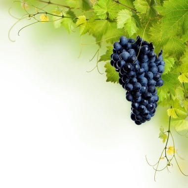 asma yaprağı ve mavi üzüm kolaj