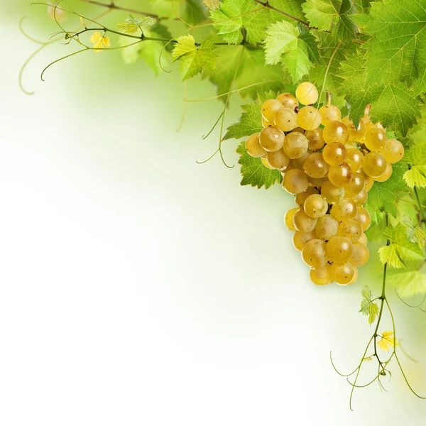 Collage of vine leaves and yellow grape — Stok fotoğraf