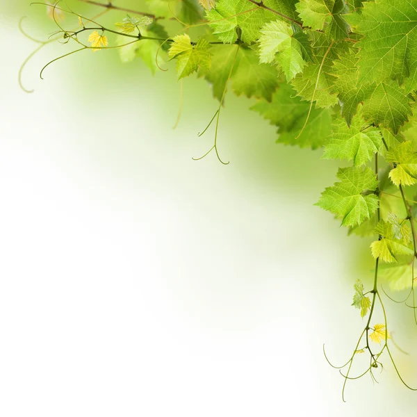 Коллаж виноградных листьев — стоковое фото