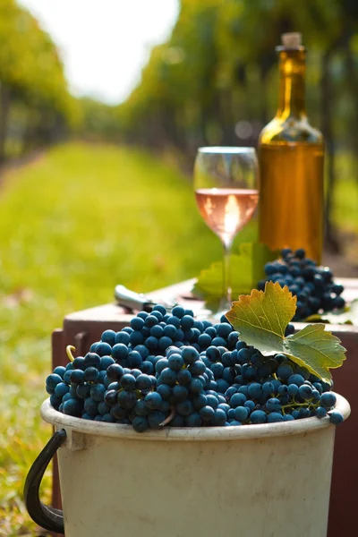 Récolte de la vigne — Photo